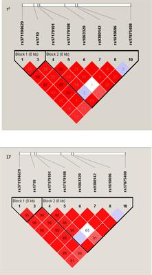 HLA-G 3’UTR polymorphism diplotypes and soluble HLA-G plasma levels impact cervical cancer susceptibility and prognosis